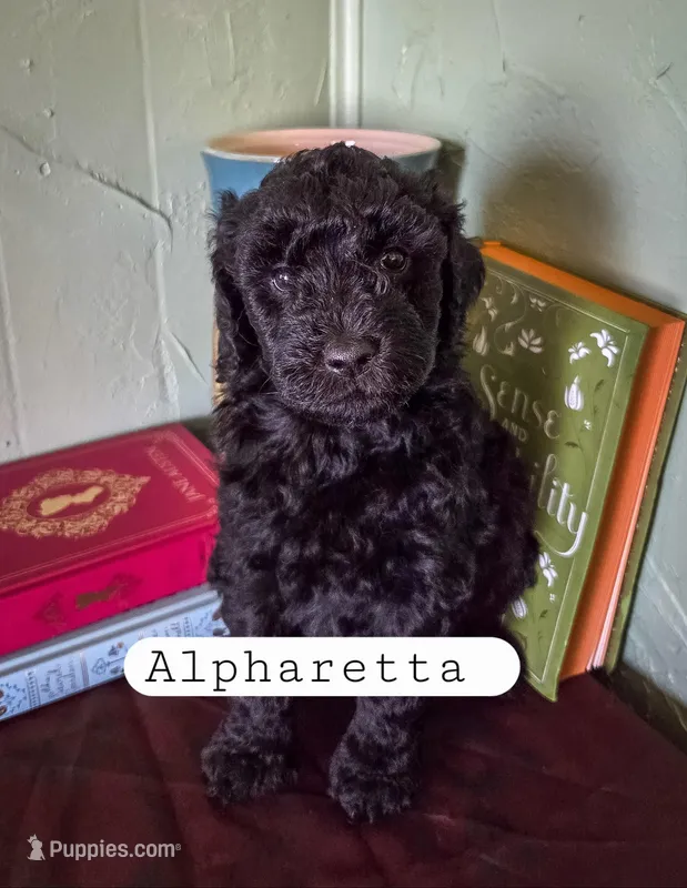 Alpharetta  – Goldendoodle puppy for sale in Nashville, GA