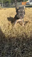 Pumpkin , a female French Bulldog for sale in Dallas, TX – 2 of 5