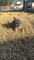 Pumpkin , a female French Bulldog for sale in Dallas, TX – 3 of 5