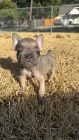 Pumpkin , a female French Bulldog for sale in Dallas, TX – 4 of 5