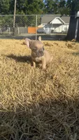 Pumpkin , a female French Bulldog for sale in Dallas, TX – 5 of 5