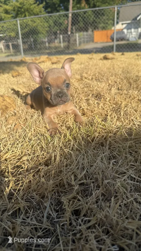 Pumpkin  – French Bulldog puppy for sale in Dallas, TX