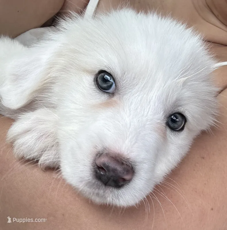 Juno – Great Pyrenees puppy for sale in Schnecksville, PA