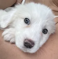 Juno, a female Great Pyrenees for sale in Schnecksville, PA – 1 of 10