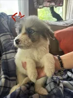 Apollo, a male Great Pyrenees for sale in Schnecksville, PA – 5 of 9
