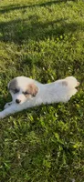 Apollo, a male Great Pyrenees for sale in Schnecksville, PA – 7 of 9