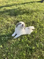 Apollo, a male Great Pyrenees for sale in Schnecksville, PA – 9 of 9