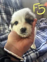 Apollo, a male Great Pyrenees for sale in Schnecksville, PA – 3 of 9