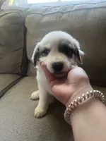 Damien , a male Great Pyrenees for sale in Schnecksville, PA – 2 of 2