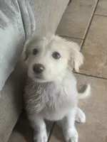 Baby Juno , a female Great Pyrenees for sale in Schnecksville, PA – 2 of 6
