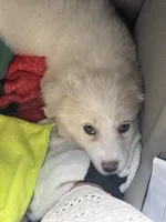 Juno, a female Great Pyrenees for sale in Schnecksville, PA – 2 of 10