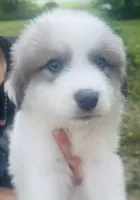 Apollo, a male Great Pyrenees for sale in Schnecksville, PA – 2 of 9