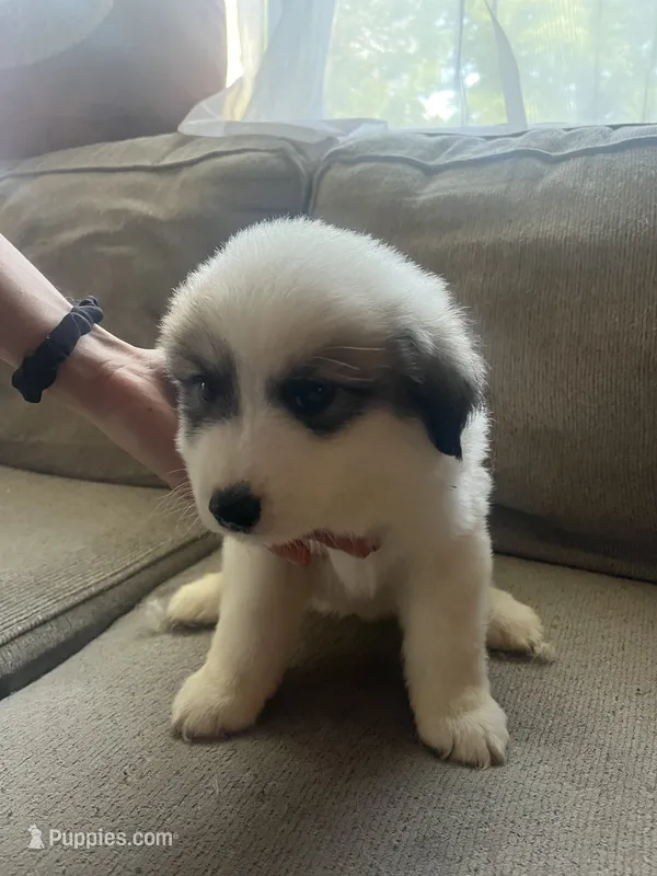 Damien  – Great Pyrenees puppy for sale in Schnecksville, PA