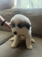Damien , a male Great Pyrenees for sale in Schnecksville, PA – 1 of 2