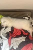 Juno, a female Great Pyrenees for sale in Schnecksville, PA – 3 of 10