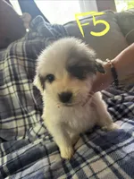 Apollo, a male Great Pyrenees for sale in Schnecksville, PA – 4 of 9