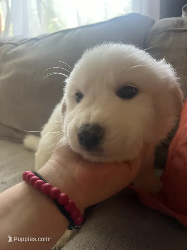 Lexi – Great Pyrenees puppy for sale in Schnecksville, PA