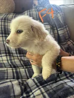 Apollo, a male Great Pyrenees for sale in Schnecksville, PA – 8 of 9