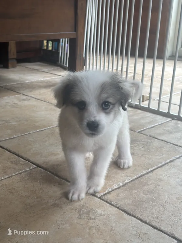 Baby Juno  – Great Pyrenees puppy for sale in Schnecksville, PA