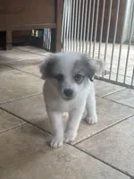Baby Juno , a female Great Pyrenees for sale in Schnecksville, PA – 1 of 6