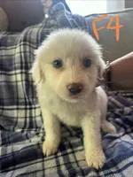 Apollo, a male Great Pyrenees for sale in Schnecksville, PA – 6 of 9