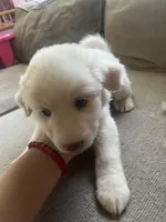 Lexi, a female Great Pyrenees for sale in Schnecksville, PA – 2 of 2