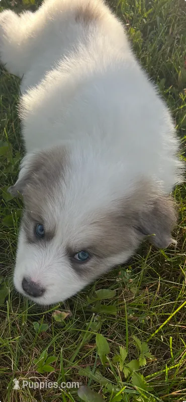 Apollo – Great Pyrenees puppy for sale in Schnecksville, PA
