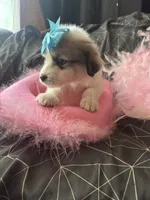Juno, a female Great Pyrenees for sale in Schnecksville, PA – 8 of 10