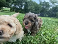 Dahlia, a female Cockapoo and Miniature Bernedoodle for sale in Ivyland, PA – 6 of 9