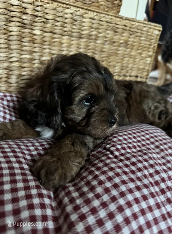 Dahlia – Cockapoo, Miniature Bernedoodle puppy for sale in Ivyland, PA