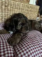 Dahlia, a female Cockapoo and Miniature Bernedoodle for sale in Ivyland, PA – 1 of 9