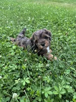 Dahlia, a female Cockapoo and Miniature Bernedoodle for sale in Ivyland, PA – 4 of 9