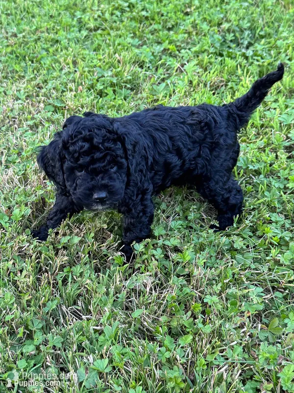 Angus – Cockapoo, Miniature Bernedoodle puppy for sale in Ivyland, PA