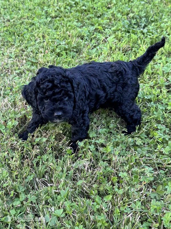 Angus – Cockapoo, Miniature Bernedoodle puppy for sale in Ivyland, PA