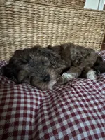 Dahlia, a female Cockapoo and Miniature Bernedoodle for sale in Ivyland, PA – 3 of 9
