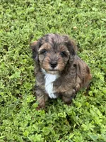 Dahlia, a female Cockapoo and Miniature Bernedoodle for sale in Ivyland, PA – 5 of 9