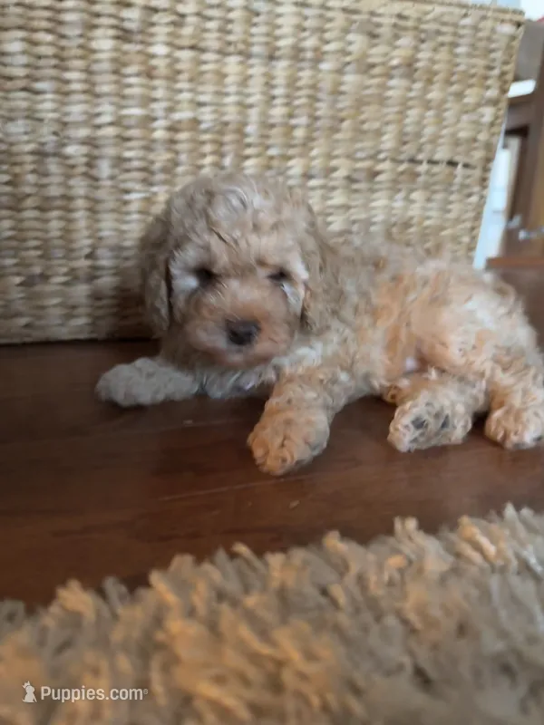 Ivy – Cockapoo, Miniature Bernedoodle puppy for sale in Ivyland, PA