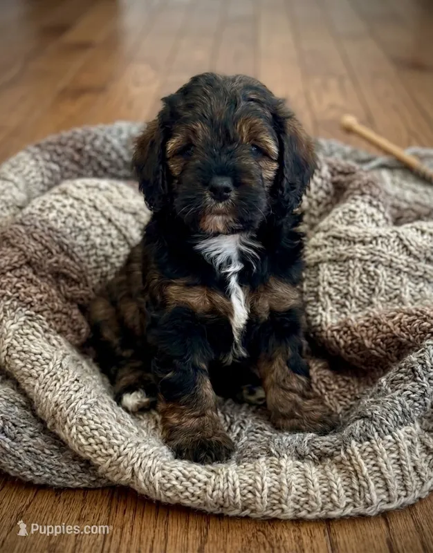 Poppy – Cockapoo, Miniature Bernedoodle puppy for sale in Ivyland, PA