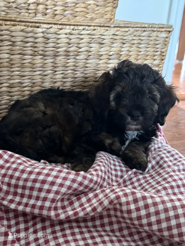Poppy – Cockapoo, Miniature Bernedoodle puppy for sale in Ivyland, PA