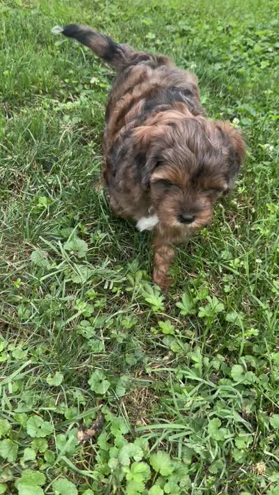 Dahlia, a female Cockapoo and Miniature Bernedoodle for sale in Ivyland, PA – 7 of 9