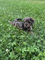 Dahlia, a female Cockapoo and Miniature Bernedoodle for sale in Ivyland, PA – 2 of 9