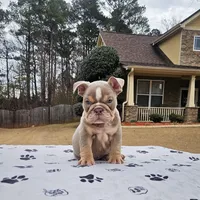 Harlow, a male English Bulldog for sale in Atlanta, GA – Photo 1 of 2