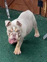 Harlow, a male English Bulldog for sale in Atlanta, GA – Photo 2 of 7