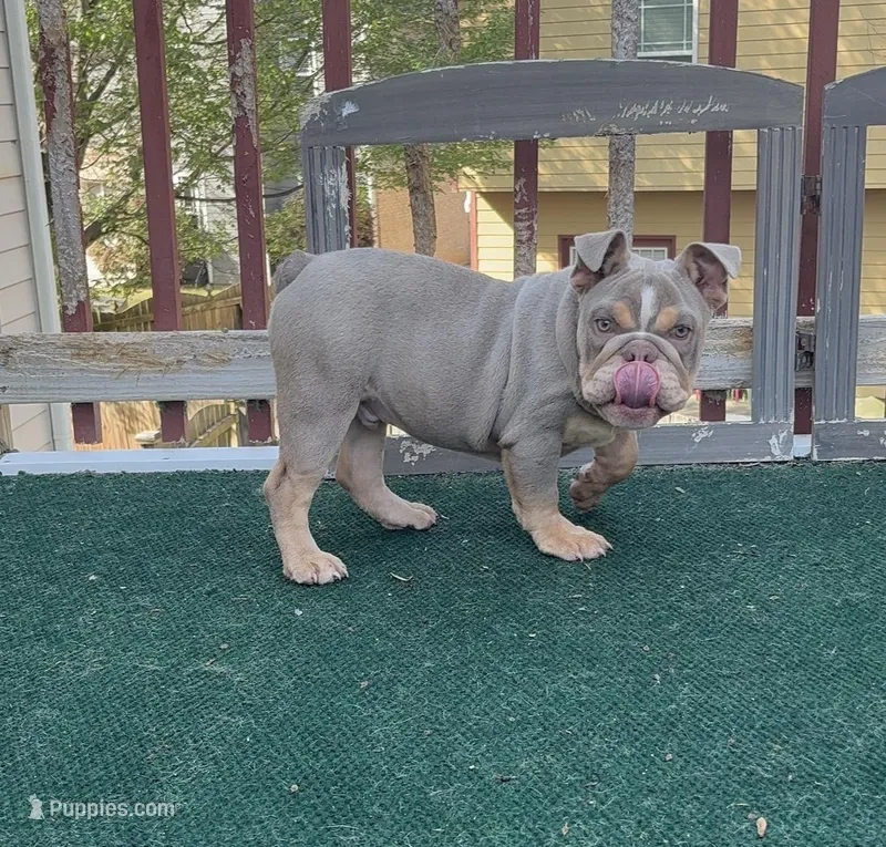 Harlow – English Bulldog puppy for sale in Atlanta, GA