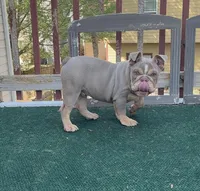 Harlow, a male English Bulldog for sale in Atlanta, GA – Photo 1 of 7