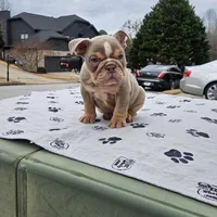 Harlow, a male English Bulldog for sale in Atlanta, GA – Photo 2 of 2