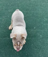 Harlow, a male English Bulldog for sale in Atlanta, GA – Photo 6 of 7