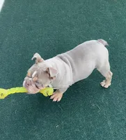 Harlow, a male English Bulldog for sale in Atlanta, GA – Photo 3 of 7