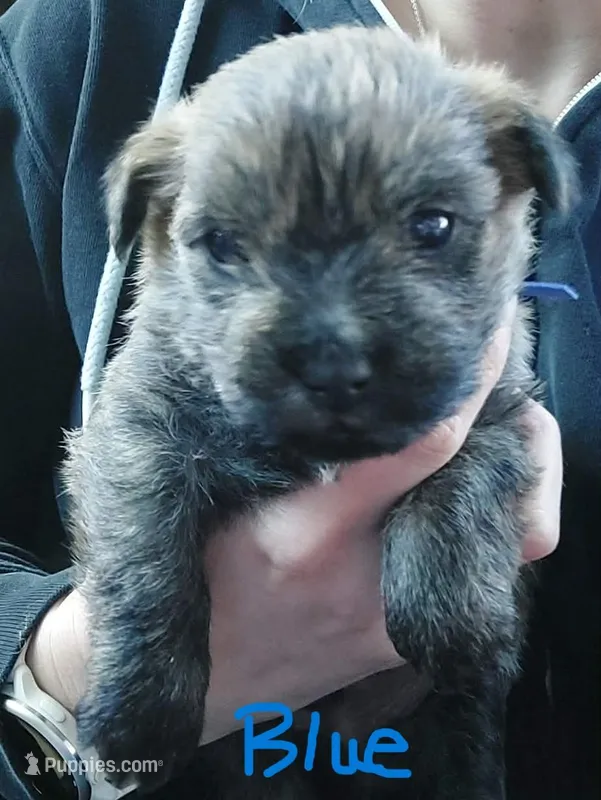 Blue – Cairn Terrier puppy for sale in Bemidji, MN