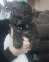 Blue, a male Cairn Terrier for sale in Bemidji, MN – 1 of 3